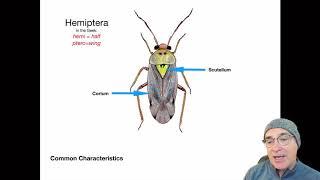 Introduction to the Order: Hemiptera