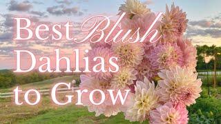 SIX BEST BLUSH DAHLIAS To Grow In Your Flower Garden | PepperHarrow