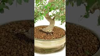 24-Year-Old Chinese Elm Bonsai: Timeless Elegance and Unique Artistry - PE823