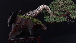 Special Bonsai exhibition by Mauro Stemberger