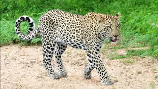 LEOPARDS and OTHER BIG FIVE (English subtitles) in Kruger National Park.