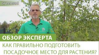 Как правильно подготовить посадочное место для растения?