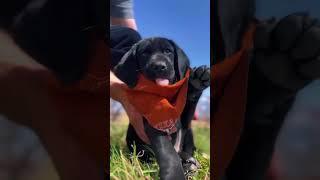 The Unfiltered Truth about Getting a GSP
