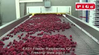 PIGO srl  Easy Freeze  IQF Raspberries Freezing   www pigo it