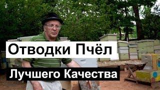 Пасека#73 Отводок Пчёл Лучшего Качества | Пчеловодство для начинающих