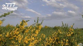 Relaxing singing of a cricket and buzzing of bees in a flowering meadow | Sounds of nature | Sleep