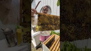 Homestead Beekeeping: Beautiful honey comb!