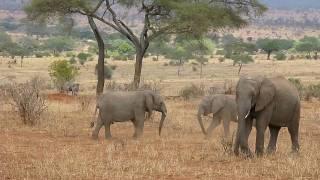 Baby Elephants Wrestling--Lake Manyara