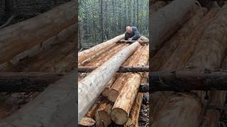 Building an Alaskan Log Cabin is “Hard Work” #alaska #bushcraft #logcabin