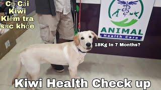 Labrador health checkup |Kiwi the Lab|