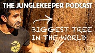 SEQUOIA TREES and the JUNGLE with Paul Rosolie I The Junglekeeper Podcast