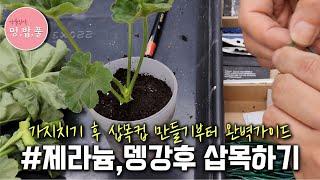 제라늄,가을시리즈[2]가을.삽목하기 #제라늄삽목 #제라늄삽수 #제라늄삽목컵만들기