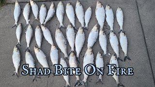 Sacramento River Shad Fishing | The Bite Was Hot!!! So Much Frustrations #shadfishing