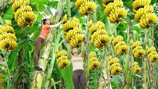 Harvesting Banana Fruit Goes to the market sell - Banana Garden | Phuong Daily Harvesting