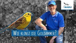 Die Goldammer | Vogelstimmen mit Martin Klatt