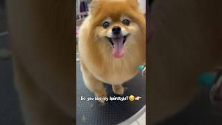  Grooming  #pomeranian #funnydogs #shorts