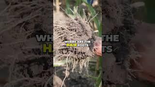 Root Depth vs. Corn Yield