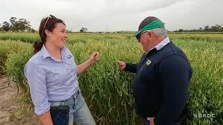 GRDC National Variety Trials (NVT) Case Study: Helping Oat growers make informed variety decisions