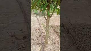 agarwood plants for plantation #agarwoodplants#Assam  #Agarwoodfarming#expensivewood