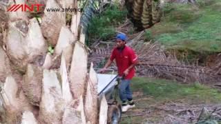 ANT Power Barrow BY250 in palm garden