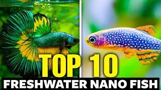 Top 10 Freshwater Nano Fish 