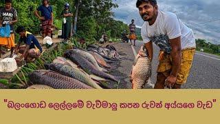 බළන්ගොඩ මාලු ලෙල්ලමේ මාලු කැපිල්ල amazing catala fish cutting 