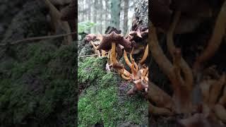 The forest floor is alive