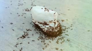 The Ants and the dropped marshmallow
