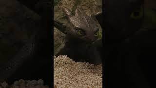 How To Train Your Dragon | Concessions