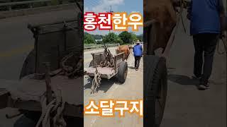 홍천 한우 소달구지