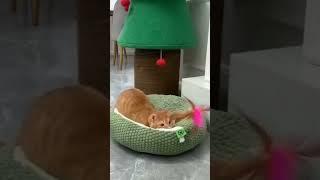 Cats Are Always Fun #cats #catlover  #catshorts