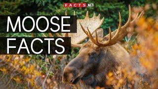 Incredible Moose Facts You Can't Miss!