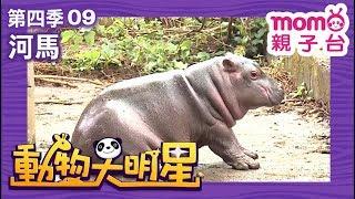 動物大明星 S4【河馬】第4季 第09集｜認識動物｜自然生態｜魚類｜爬蟲類｜昆蟲｜海洋生物｜哺乳類｜Animal big star｜兒童電視節目【親子台｜官方HD完整版】momokids