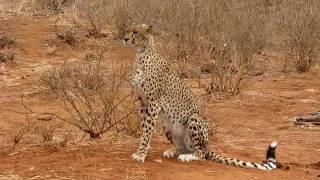 Lion Chasing Cheetah Away-Tarangire