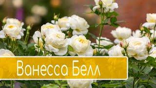 Роза Ванесса Белл кустарниковая в питомнике  | описание сорта | Английские розы Дэвида Остина