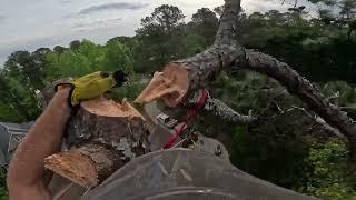 SPEED LINING 2 PINE TREES OVER FENCE (RAW FOOTAGE)