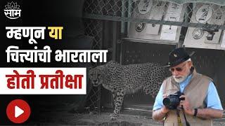 Cheetah Back In India :...तर म्हणून 'या' चित्त्यांची भारताला होती प्रतीक्षा ! पाहा हा Report