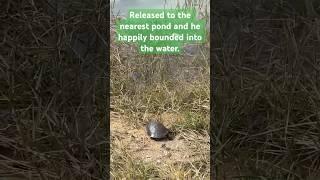 Turtle emerging after winter gets an express trip to the pond.  #turtle #spring #florida #FL