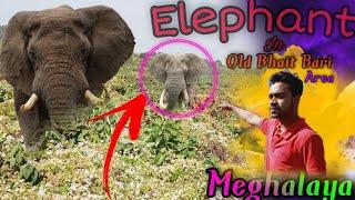 Elephant Comed in Plainbelt in Meghalaya || Old Bhaitbari Vlog || Awesome Meghalaya