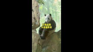长隆超模大熊猫亲亲，因为坐姿太像人，以为它是人扮的！ #大熊猫亲亲#来这吸熊猫 #不止我一个想rua大熊猫 #国宝不愧是国宝