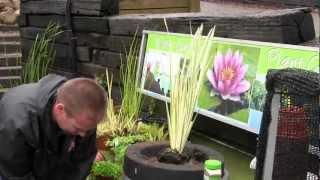 Rohr Nursery- Planting a floating island for your pond