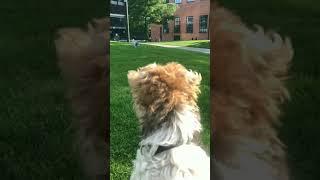 Fox Terrier interaction