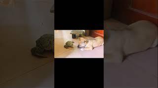 The frog's pitiful cries when teased by the dog #shorts #dogs #frog