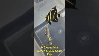 MC Aquarium - French & Grey Angel Fish (Brotherhood) 8cm+