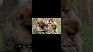 Monkeys communicate with each other by using names, study says #monkeys #shorts #monkeyvideo #videos