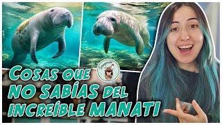 ANIMALES INCREIBLES | Lo que NO SABÍAS del MANATI