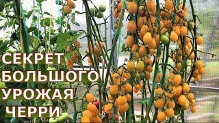 Как вырастить томаты черри? Сажать по два в лунку? Как формировать, как пасынковать помидоры черри?