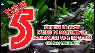 5 peces  fáciles de mantener en acuarios de 60l a 120l - TOP 5   especial principiantes 