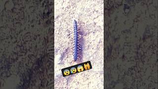 कीड़ा भागा #Millipedelife #millipedes #kenno #millipedetoy #keeda #indianmillipede #kida #millipede