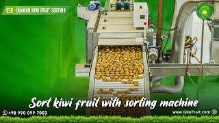 How MAF RODA sorting machine works in connection with kiwi calibration